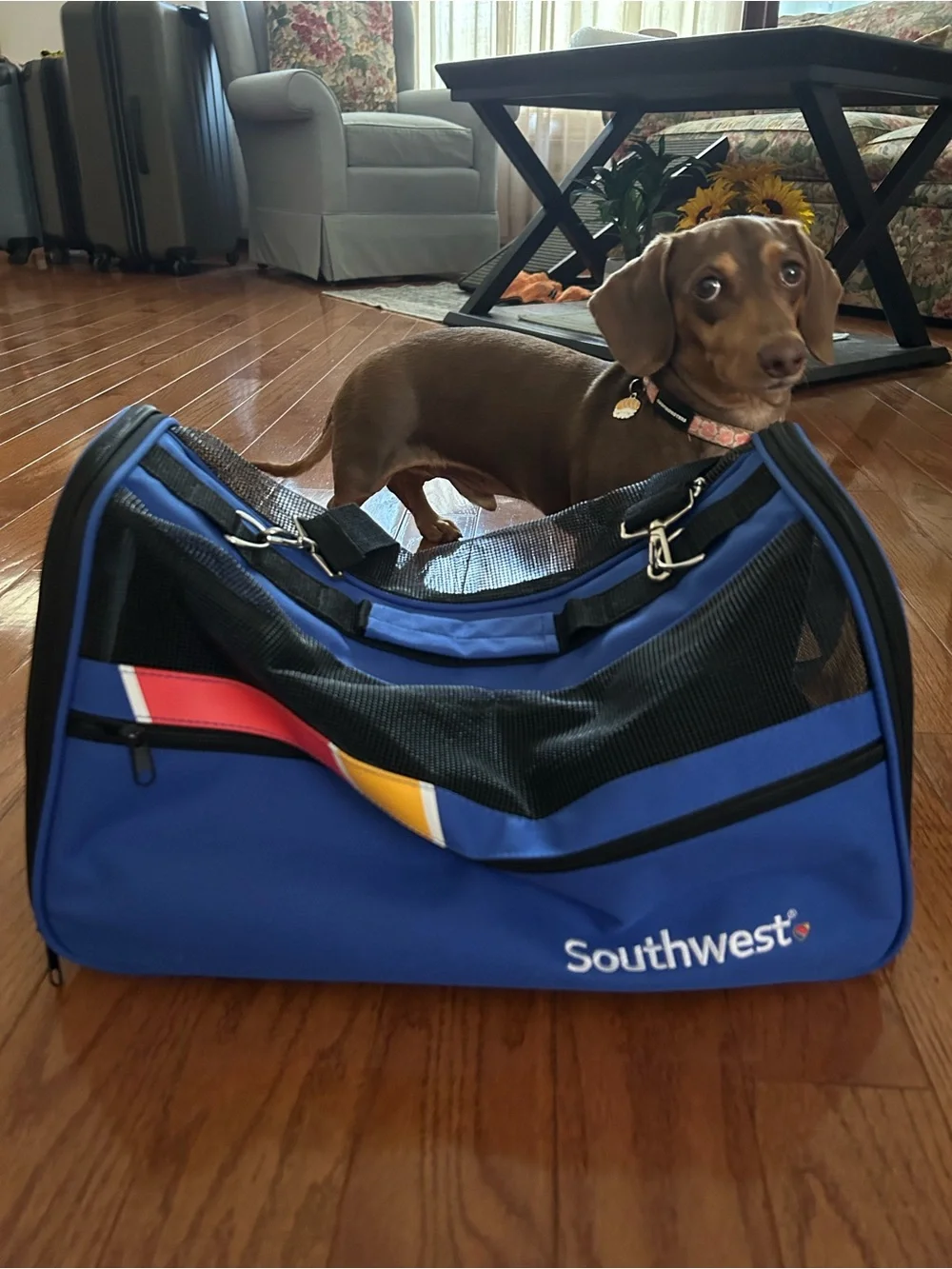 Blue Pet Carrier Bag - Travel-Friendly Dog Carrier